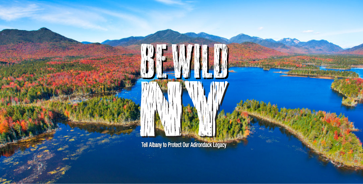 Be Wild New York!